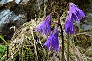 26 Soldanella della silice (Soldanella pusilla)